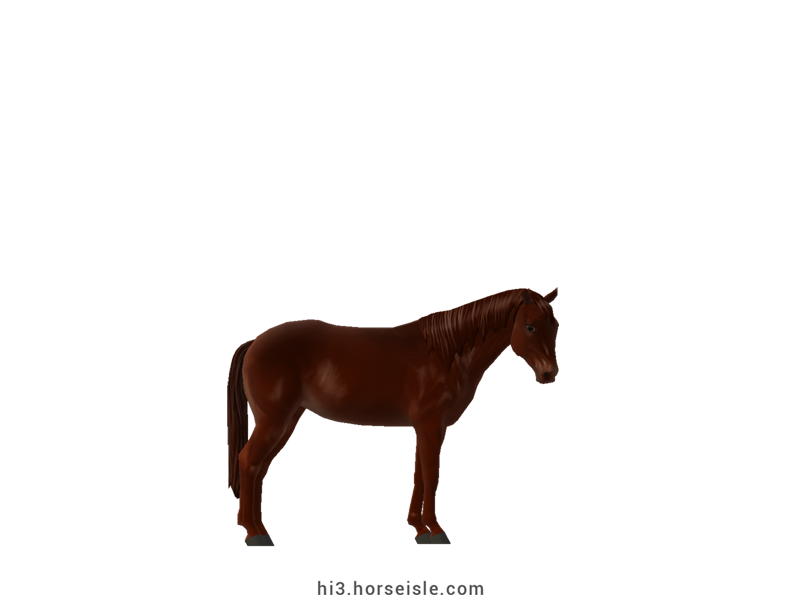 Belgian Riding Pony Liver Chocolate Chestnut Coat